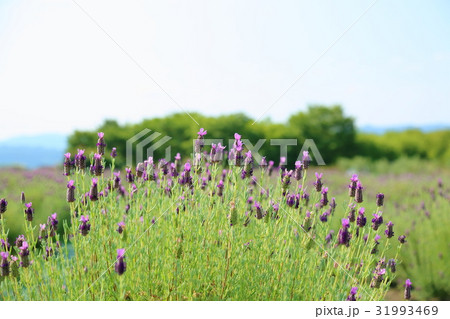 フレンチラベンダーの花 フレンチラベンダーの花 31993469