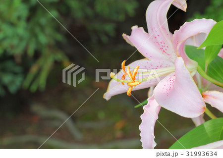 チェルシー・ユリの花 チェルシー・ユリの花 31993634