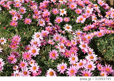 マーガレット マーガレット 31993795