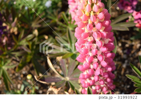 ルピナス 31993922