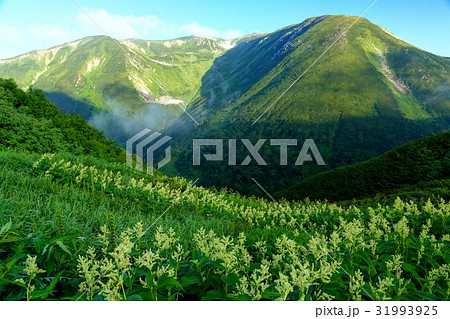 朝の双六岳とオンタデ群落 31993925