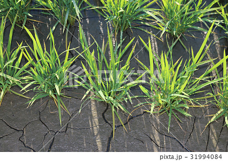 水稲の中干し 水稲の中干し 31994084