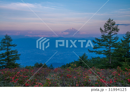 【山梨県】レンゲツツジ咲く甘利山から、富士山を望む 【山梨県】レンゲツツジ咲く甘利山から、富士山を望む 31994125