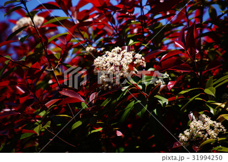 カナメモチの花 カナメモチの花 31994250