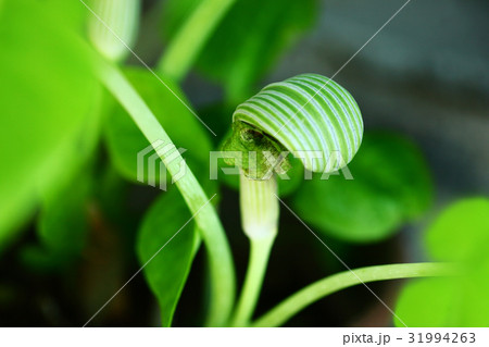 ムサシアブミ 緑色の花 ムサシアブミ 緑色の花 31994263