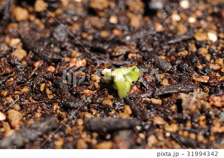 キュウリの発芽初め キュウリの発芽初め 31994342