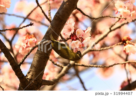 蜂須賀桜とメジロ 31994407