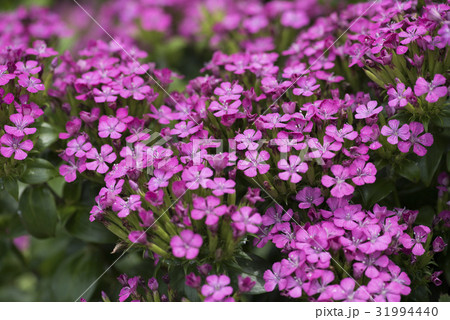 ハマナデシコ 31994440