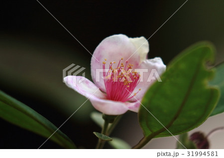 自然 植物 テンニンカ、咲いてしばらくたち花びらが白っぽくなった花 自然 植物 テンニンカ、咲いてしばらくたち花びらが白っぽくなった花 31994581