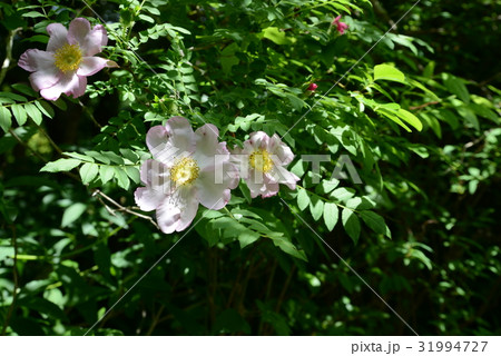 サンショウバラ 31994727