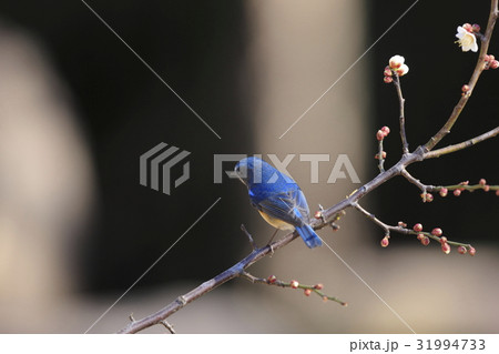 ルリビタキ 31994733