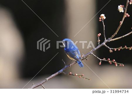 ルリビタキ ルリビタキ 31994734