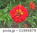 Zinnias seem especially 31994879
