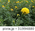 Marigold Yellow Flower 31994880