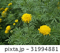 Marigold Yellow Flower 31994881