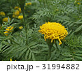 Marigold Yellow Flower 31994882