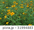 Marigold Yellow Flower 31994883