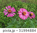 Zinnias seem especially 31994884