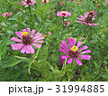 Zinnias seem especially 31994885