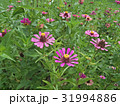 Zinnias seem especially 31994886