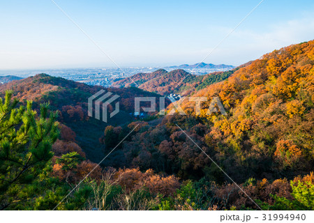 両崖山からの紅葉風景 （栃木県足利市） 2016年12月撮影 31994940