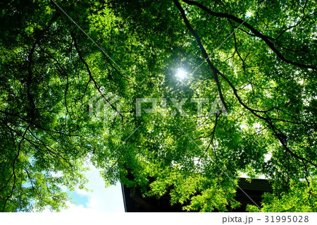 地蔵院京都 31995028