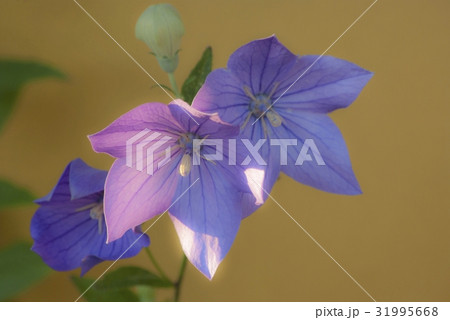 夕暮れの桔梗 31995668