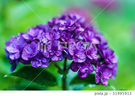 雨上がりの紫陽花 雫つき 雨上がりの紫陽花 雫つき 31995913