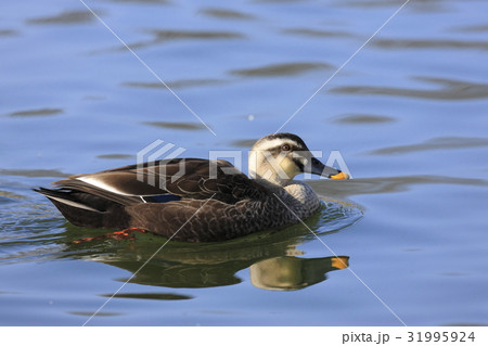 カルガモ 31995924