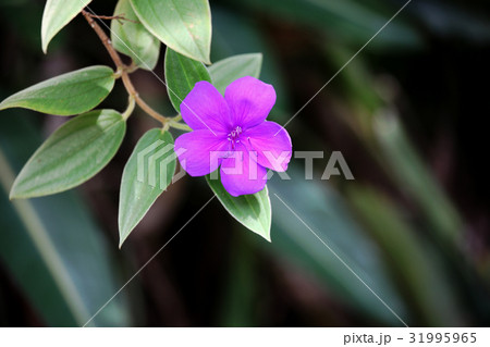 シコンノボタン 31995965