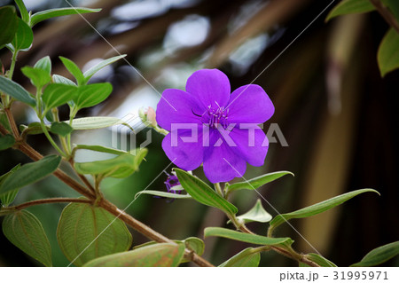 シコンノボタン シコンノボタン 31995971