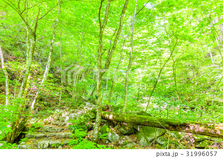 東京 三頭山 登山道の風景(都民の森・ブナの路コース) 東京 三頭山 登山道の風景(都民の森・ブナの路コース) 31996057