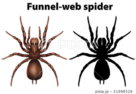 Funnel web spider in silhouette and colored 31996526