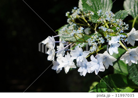 アジサイ Hydrangea アジサイ Hydrangea 31997035