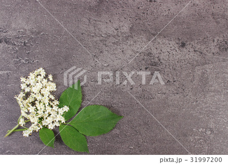 Elderberry flowers with leaves 31997200