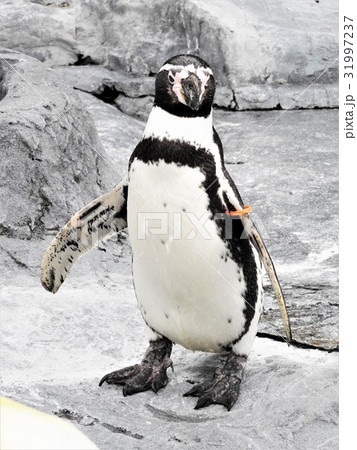 フンボルトペンギンの名前の由来はフンボルト海流に生息しているところからきています とにかく可愛い の写真素材