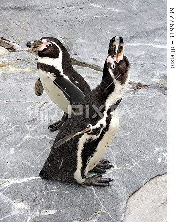 フンボルトペンギンの名前の由来はフンボルト海流に生息しているところからきています とにかく可愛い の写真素材