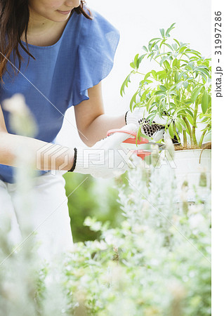 ガーデニングイメージ20代女性 31997286