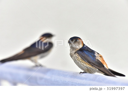 【野鳥】手摺に留まるコシアカツバメ 【野鳥】手摺に留まるコシアカツバメ 31997397