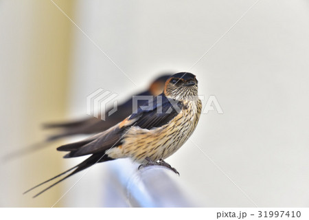 【野鳥】手摺に留まるコシアカツバメ 【野鳥】手摺に留まるコシアカツバメ 31997410