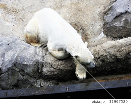 豪快に水中ダイビングするホッキョクグマを目の前で見る事ができるよ。 31997529