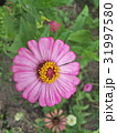 Zinnias seem especially 31997580