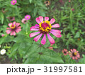 Zinnias seem especially 31997581