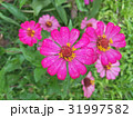 Zinnias seem especially 31997582