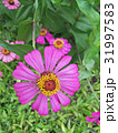 Zinnias seem especially 31997583