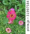 Zinnias seem especially 31997584