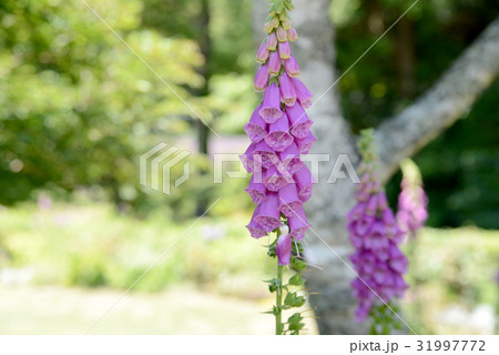 ジキタリス ジキタリス 31997772