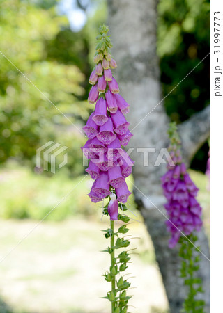 ジキタリス ジキタリス 31997773