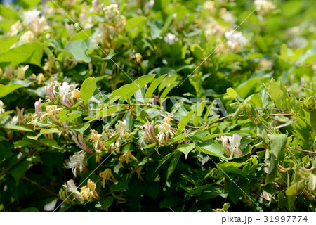 スイカズラ 31997774