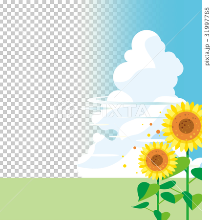 Sunflower and blue sky 31997788